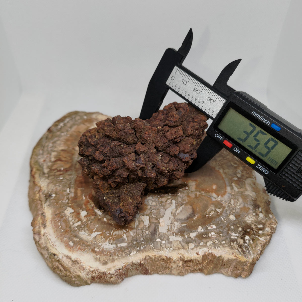 Genuine Coprolite (Fossilised Poo) – Unique Prehistoric Fossil Specimen Ref:0384