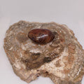 Madagascar Silk/Lace Agate Palm Stone Ref: 0418