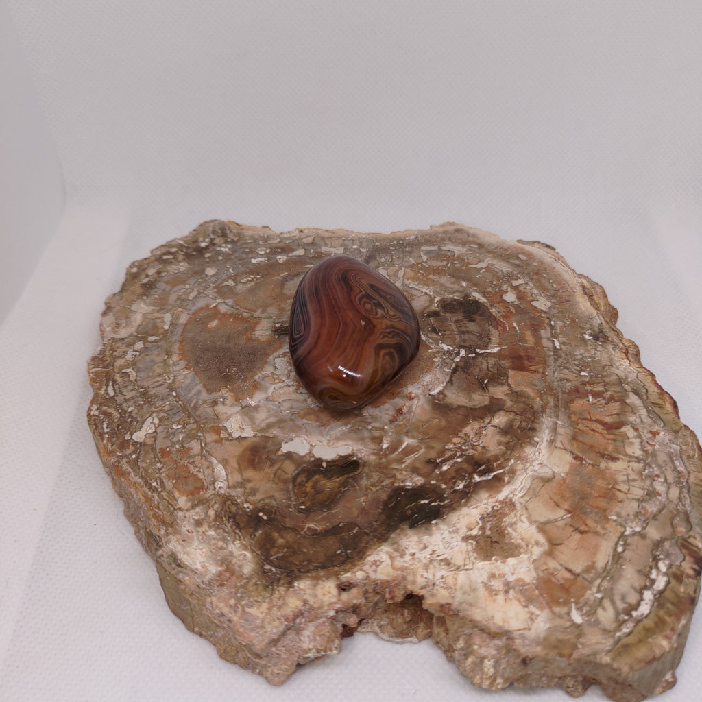 Madagascar Silk/Lace Agate Palm Stone Ref: 0418