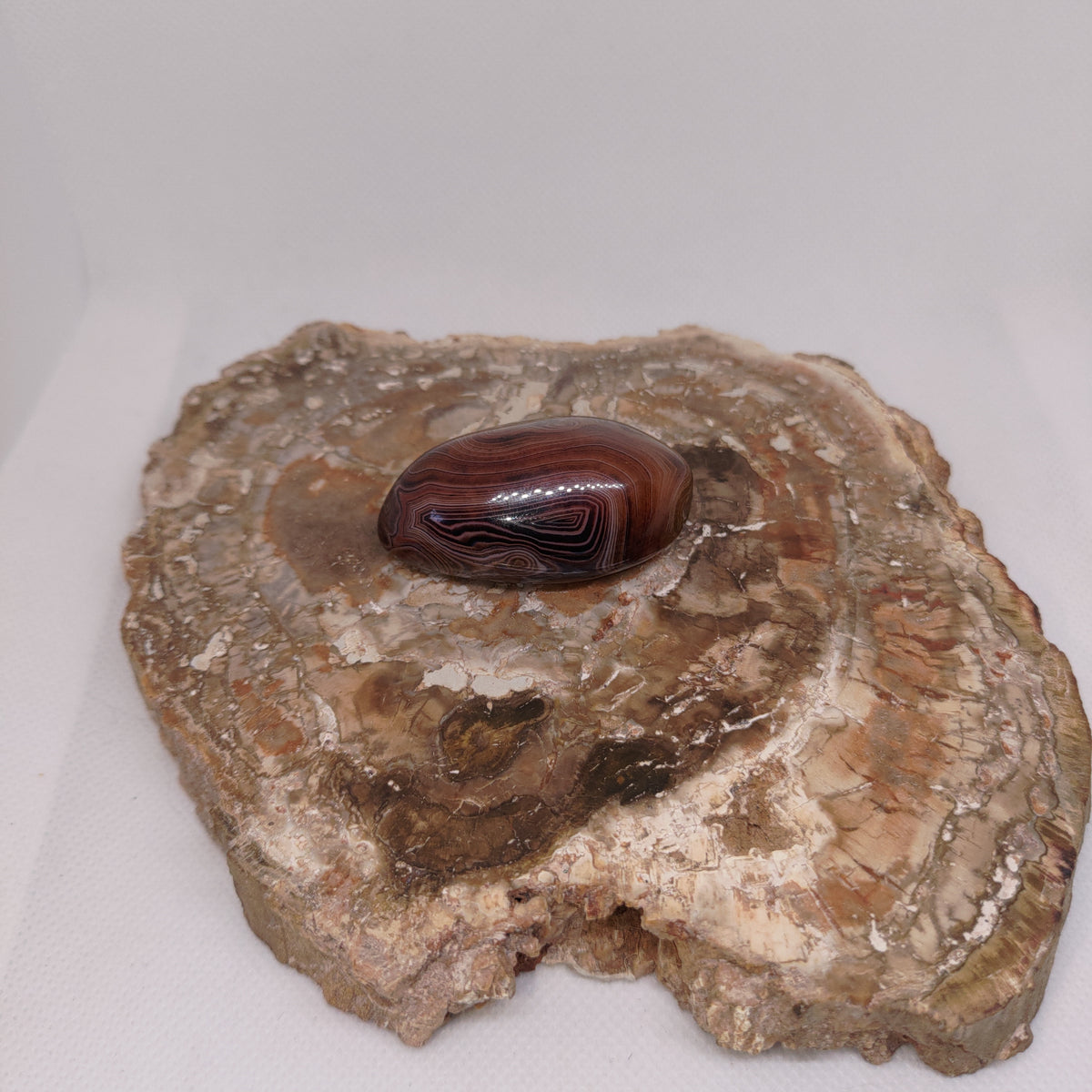 Madagascar Silk/Lace Agate Palm Stone Ref: 0418