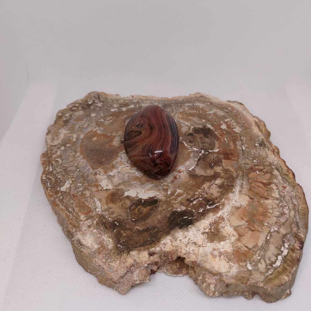 Madagascar Silk/Lace Agate Palm Stone Ref: 0418